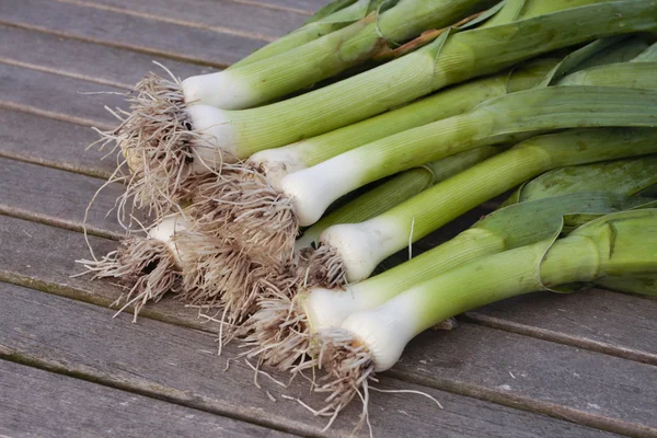 Freshly picked leeks with roots — Stock Photo, Image
