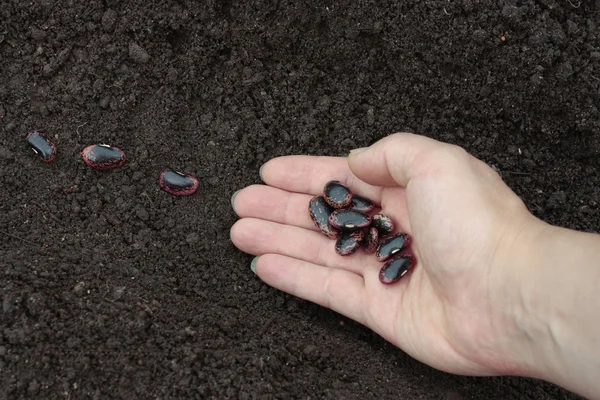 Výsadba rostlinných semen v řádcích připravené půdy — Stock fotografie