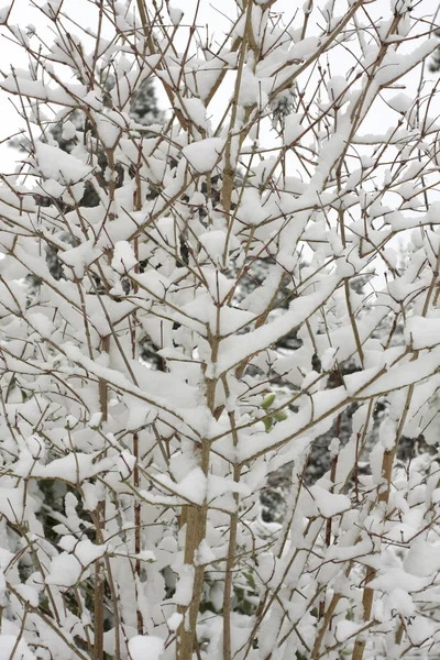 冬季景观埋在雪里 — 图库照片