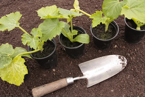 Plantering av grönsaksfrön i förberedda smutsa rader — Stockfoto