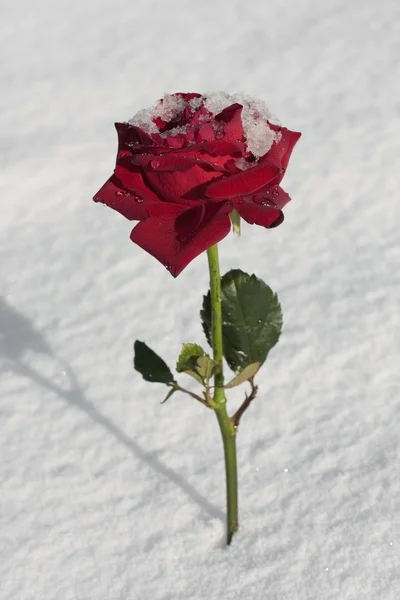 Czerwona róża ste kwiat na ziemi śniegu — Zdjęcie stockowe