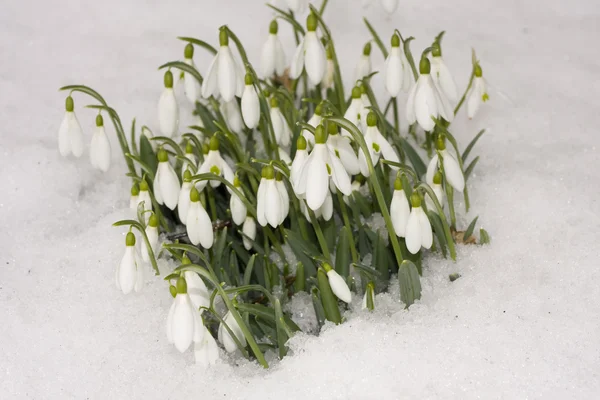Snowdrop bloemen in gesneeuwde grond — Stockfoto