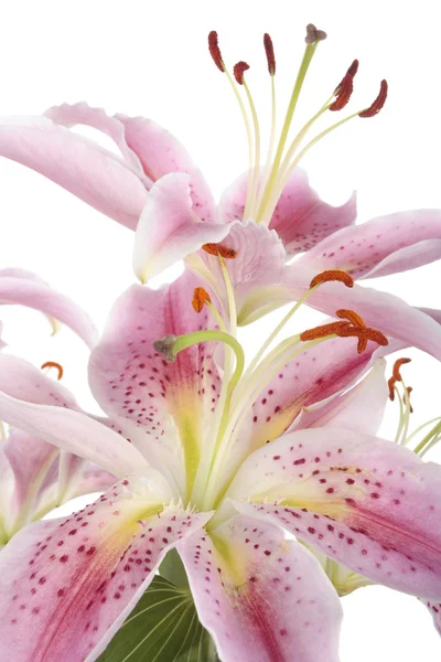 粉色百合花在白色背景 — 图库照片
