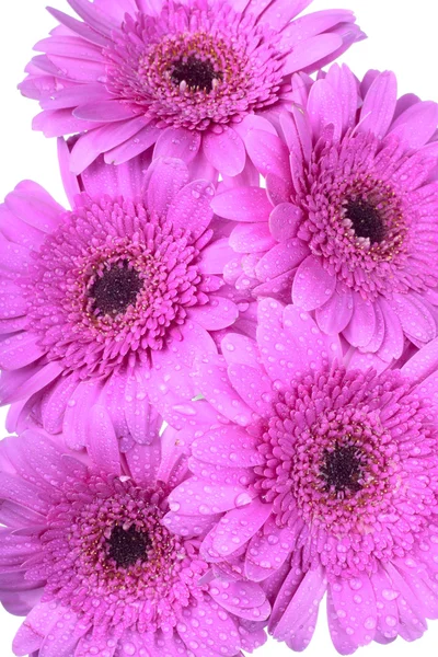 Gerbera flores aisladas en blanco — Foto de Stock
