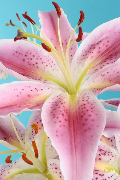 Mavi arka plan üzerinde pembe lily çiçek — Stok fotoğraf
