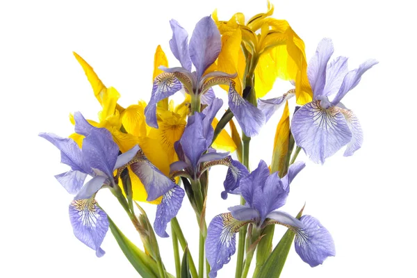 흰색 위에 봄 꽃 — 스톡 사진