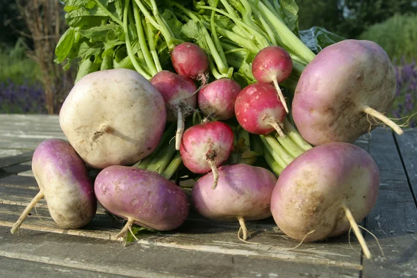 Freshly picked root vegetables — Stock Photo, Image