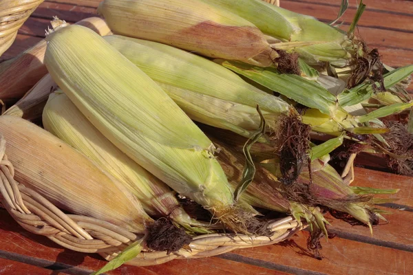 Freshly picked corn — Stock Photo, Image