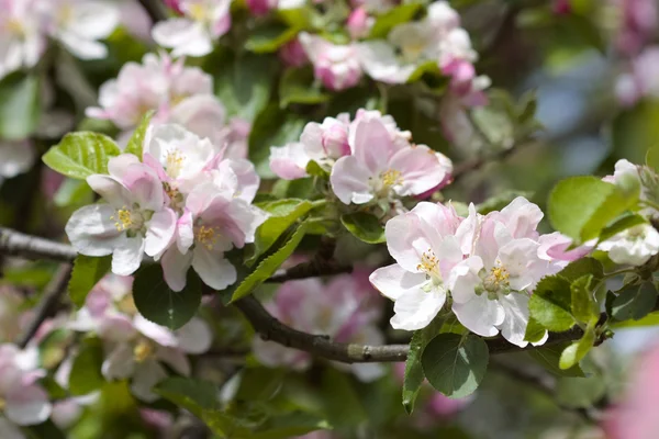 stock image Pink cherry bloom spring flowers