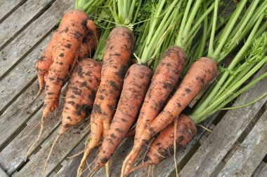 Freshly picked carrots clipart