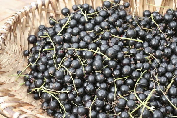 Freshly Picked Black Currants — Stock Photo, Image