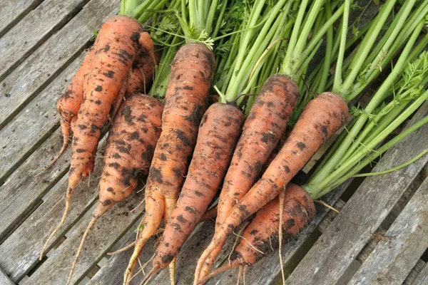 Freshly Picked Carrots — Stock Photo, Image