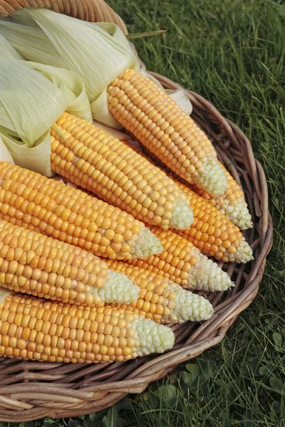 Freshly Picked Corn — Stock Photo, Image