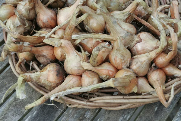 Cebollas orgánicas recién recogidas — Foto de Stock