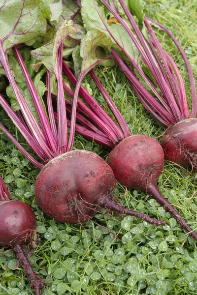 Frisch Gepflücktes Rote Bete Gemüse — Stockfoto
