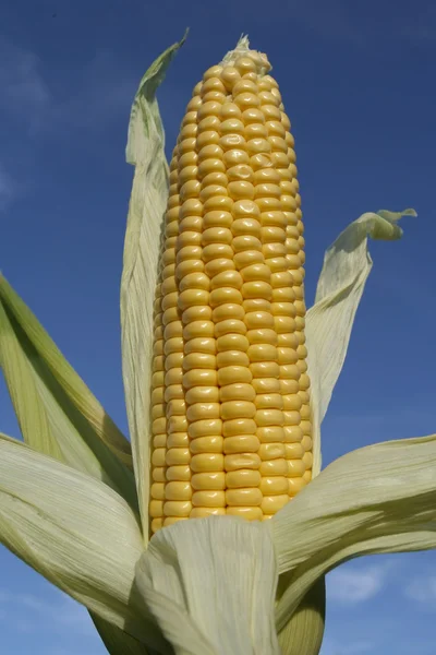 Frissen szedett kukorica — Stock Fotó