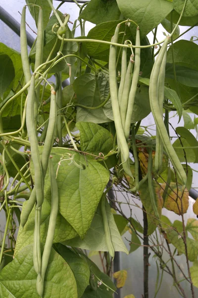 Green beans growing on vines — Stock Photo, Image