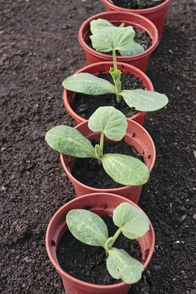 Vegetabiliska plantor redo för plantering — Stockfoto
