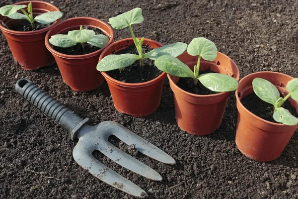 Plantera Grönsaksfrön Förberedda Smutsa Rader — Stockfoto