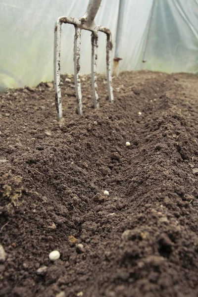 Plantar sementes de legumes em linhas de solo preparadas — Fotografia de Stock