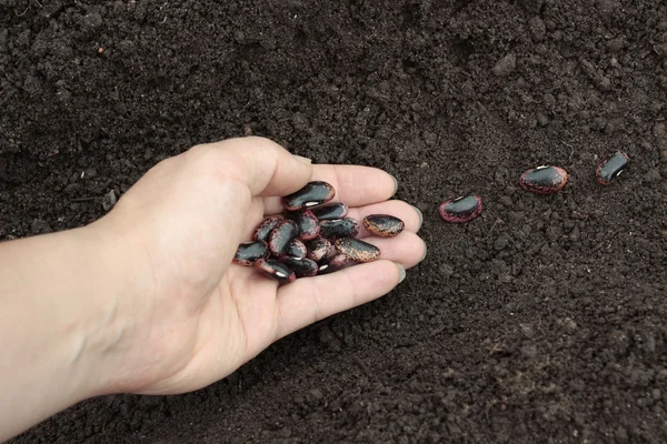 Sebze tohumları hazırlanmış toprak satırları dikim — Stok fotoğraf