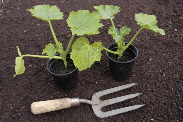 準備された土壌行における野菜種子の植栽 — ストック写真