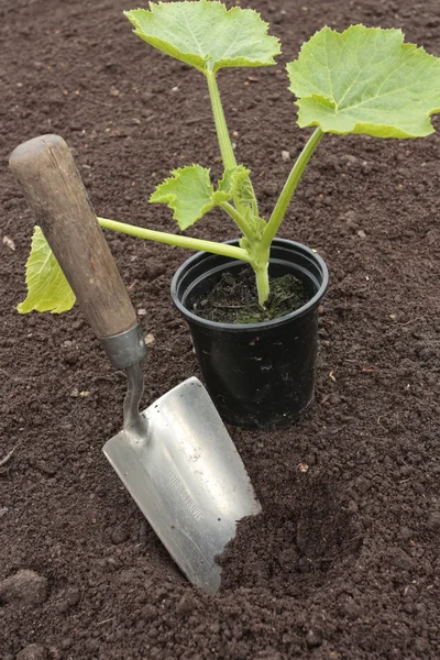 準備された土壌行で野菜の種を植える — ストック写真