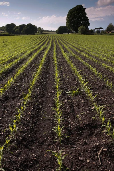 Getreidefeld Mit Maissetzlingen Zeitigen Frühjahr — Stockfoto