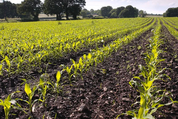 Campo de cultivo con sedantes de maíz a principios de primavera —  Fotos de Stock
