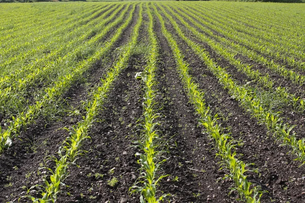 Поля с кукурузными саженцами весной — стоковое фото