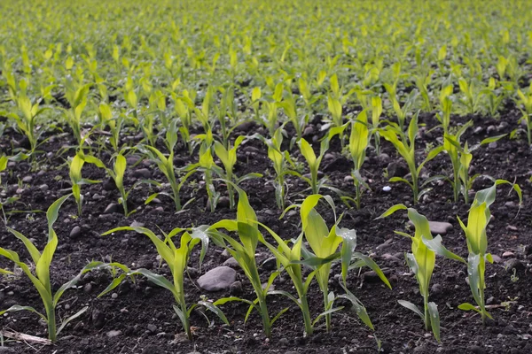 Veld met maïs zaailingen in het voorjaar van — Stockfoto