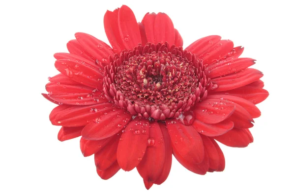 Gerbera Blommor Isolerad Vit — Stockfoto