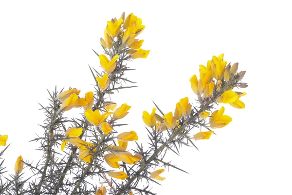 白底黄色噤茎 — 图库照片