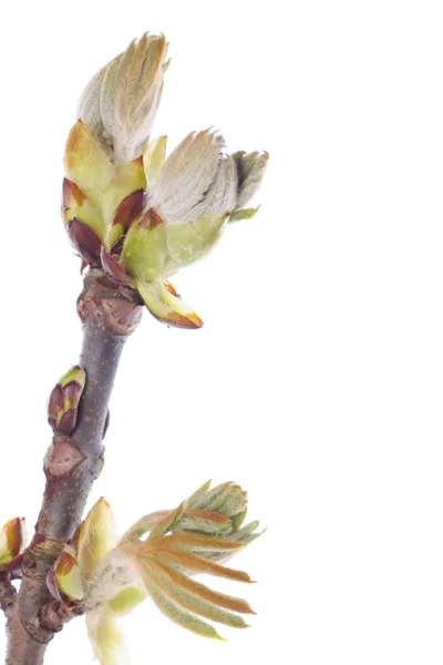 Spring buds on white — Stock Photo, Image