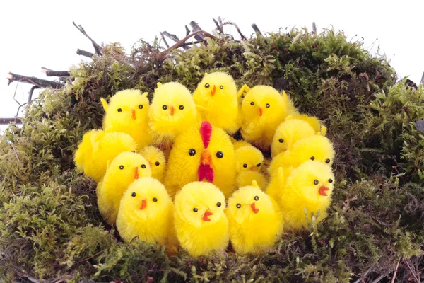 Easter Eggs Chicks — Stock Photo, Image