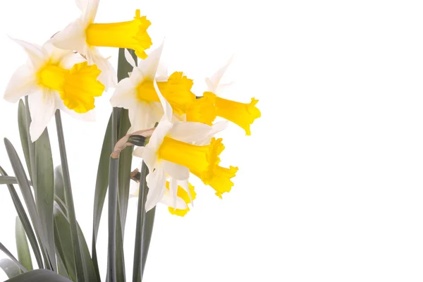 Flores Primavera Isoladas Sobre Fundo Branco — Fotografia de Stock