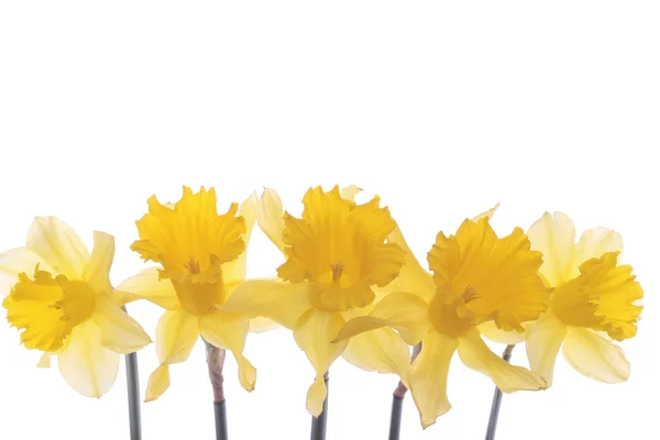 Beyaz Arka Plan Üzerinde Izole Bahar Çiçekleri — Stockfoto