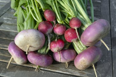 Freshly picked root vegetables clipart