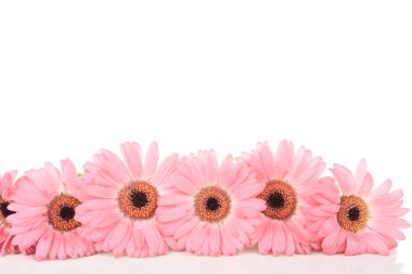 gerbera çiçekleri beyaz izole