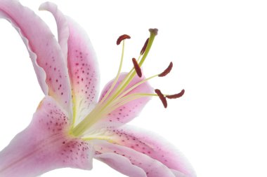 Pink lily flower over white background clipart