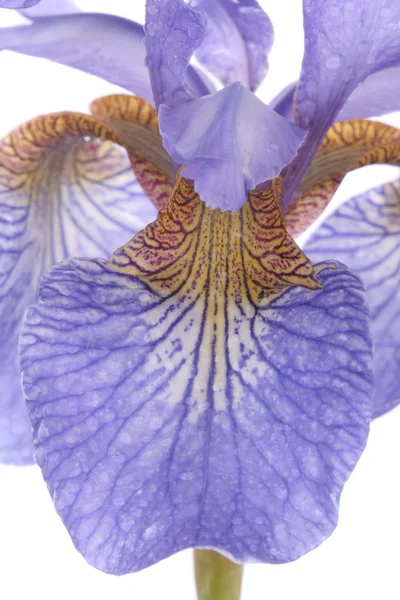 Irisblume blühen auf weiß — Stockfoto