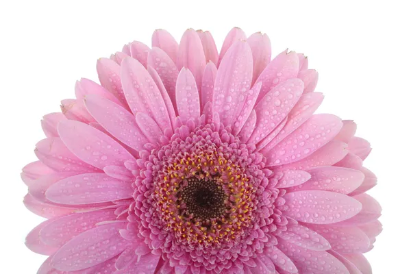 Gerbera kwiaty na białym tle — Zdjęcie stockowe