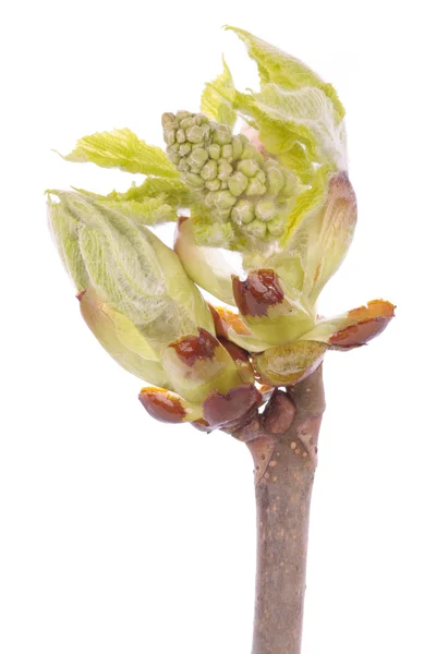 Spring buds on white — Stock Photo, Image