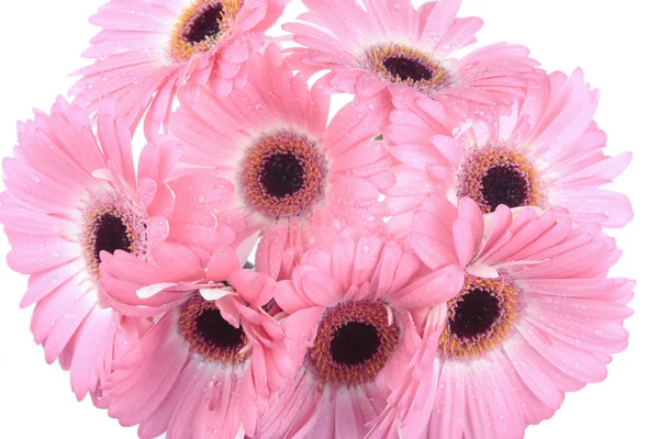 Gerbera flores isoladas em branco — Fotografia de Stock