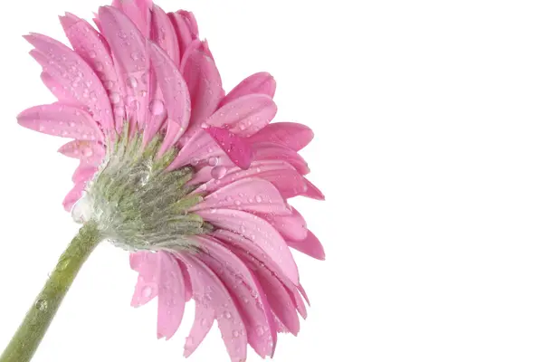 Gerbera kwiaty na białym tle — Zdjęcie stockowe