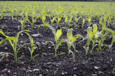 Corn seedlings crop field in spring clipart