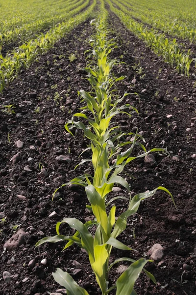 Maissetzlinge ernten Feld im Frühjahr — Stockfoto