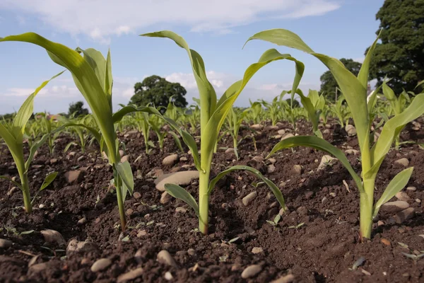 Maissetzlinge ernten Feld im Frühjahr — Stockfoto