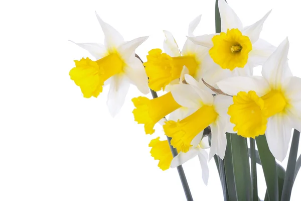 Narcyz wiosenne kwiaty na białym tle nad białym — Zdjęcie stockowe