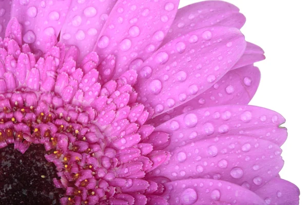 Flor de gerbera rosa isolada em branco — Fotografia de Stock